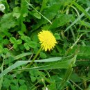 노랑머리앤 이미지