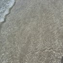 도새기1982 이미지