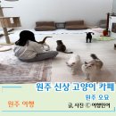 오묘고양이카페&호텔&미용 | 깨끗한 원주 고양이호텔 새로 오픈한 원주 오묘
