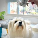 멍순이 | 청주 애견 간식 멍쿠 오창점 무방부제 수제간식 후기