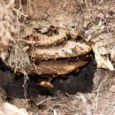 경북대학교 식물방역대학원 이미지