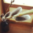 버들민박 이미지