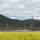 명당한우 | 삼척 맹방 유채꽃 축제 주차장 명당 방문 후기 꿀팁