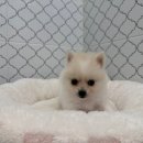 도그마루 강아지 고양이 양산화명점 이미지