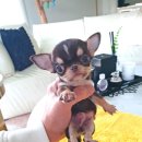 루루퍼피 이미지