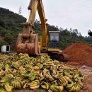 국내 과일농가 망치는 주적은 바나나 이미지