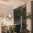 애견세계 이미지