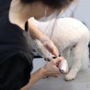 원 반려동물 미용실 이미지