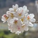 백전식당 | 제 24회 함양 백운산 벚꽃축제 방문 후기