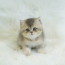 인천고양이분양 테디럽 이미지