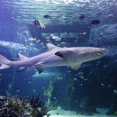 씨 라이프 이미지