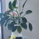 수궁어탕 이미지