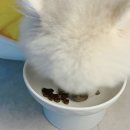 하얀강아지 | 페노비스 눈물사료로 바꿨더니 눈물자국이 사라졌어요! 강아지눈물사료 솔직급여후기