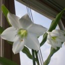 유카리스 이미지