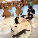 심쿵펫 | 수원 고양이 카페 냥보고심쿵 다녀온 후기