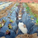 옥이텃밭 이미지