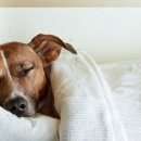 이프동물의료센터 이미지