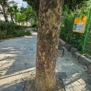 당산초교 이미지