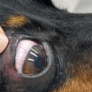 으뜸원동물병원 이미지