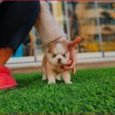 애견친구 이미지