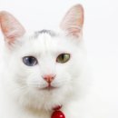 검은고양이 이미지