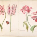 보태니컬아트 이미지