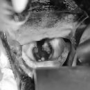 동주동물병원 이미지