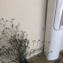 라니네디저트 이미지