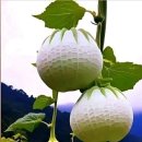 (주)대도환경