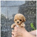 러브 애견 이미지