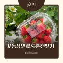 새밑농장 2 | 춘천 | 농장알로록 딸기체험 이색데이트 강원도 춘천 딸기 체험