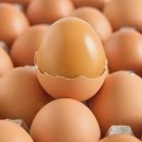 꼬꼬농장 | 꼬꼬계란농장 맥반석 구운계란 왜 다를까??