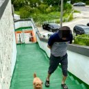 어서오시개냥 애견펜션 이미지