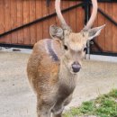 강원사슴목장 이미지