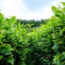 늘밤농원 이미지