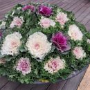 민주노총 강릉노동조합 | 24년 11월의 기억, 15일은 항암주사 맞으러 가다 꽃양배추와 꽃케일 만나고 태릉과 강릉 숲길 걸었다