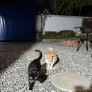 철호네 민박 이미지