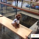 스마트동물병원 이미지