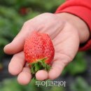 과일왕국