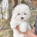 달링하이 강아지분양 창원점 | 꼬똥드툴레아분양 고급스러움과 댕청미를 모두 가진 귀요미 꼬똥이들 보러오세요 (feat. 양정강아지분양)