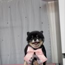 살롱드 펫 이미지