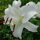 카사블랑카 이미지