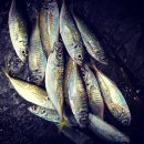 메가리국수 이미지