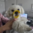 금란동물병원 이미지