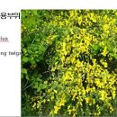 302 애니시다, Scotch broom 이미지