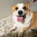 한강펫케어센터 이미지