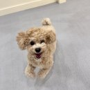 바우스쿨 이미지