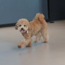 캄그루밍 이미지