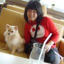 견우애견 이미지