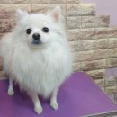 라미펫살롱 이미지